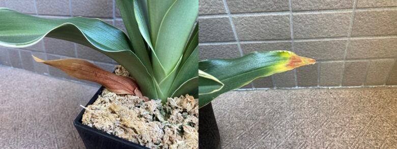 意外と簡単 万年青 オモト の植え替え方 びんぞうパパの日記