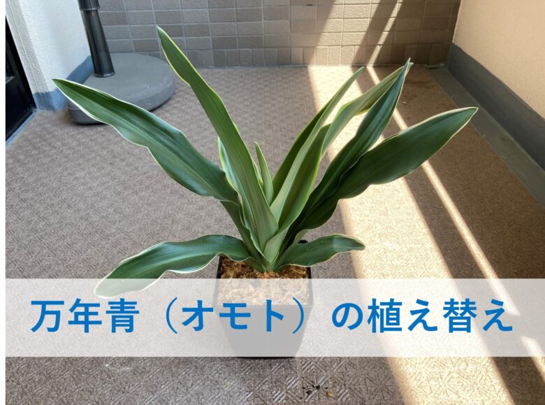 簡単 万年青 オモト の植え替え方 愛情があれば花も咲く びんぞうパパのブログ